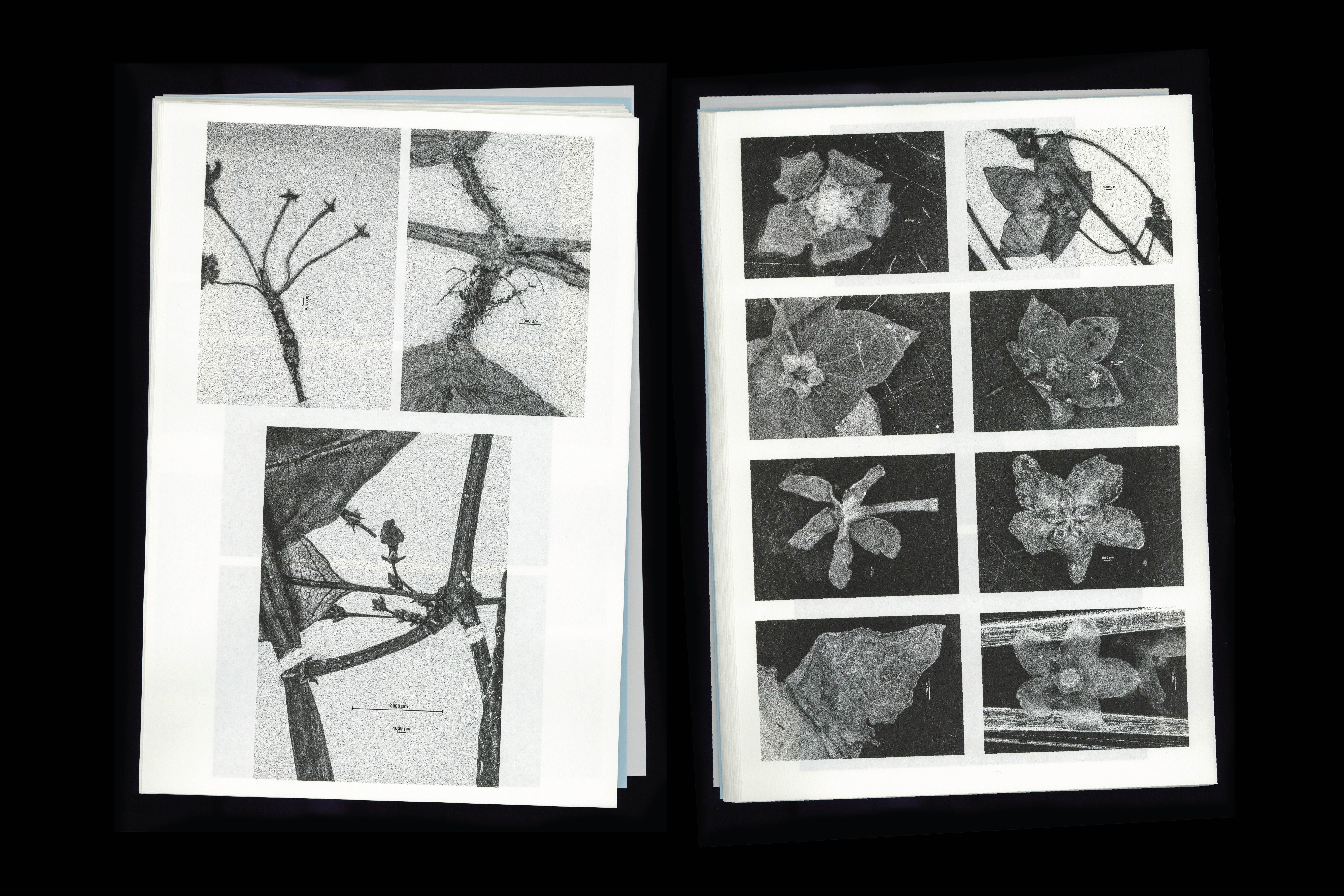 941 Microscopic Images (artist publication), for Loh Xiang Yun